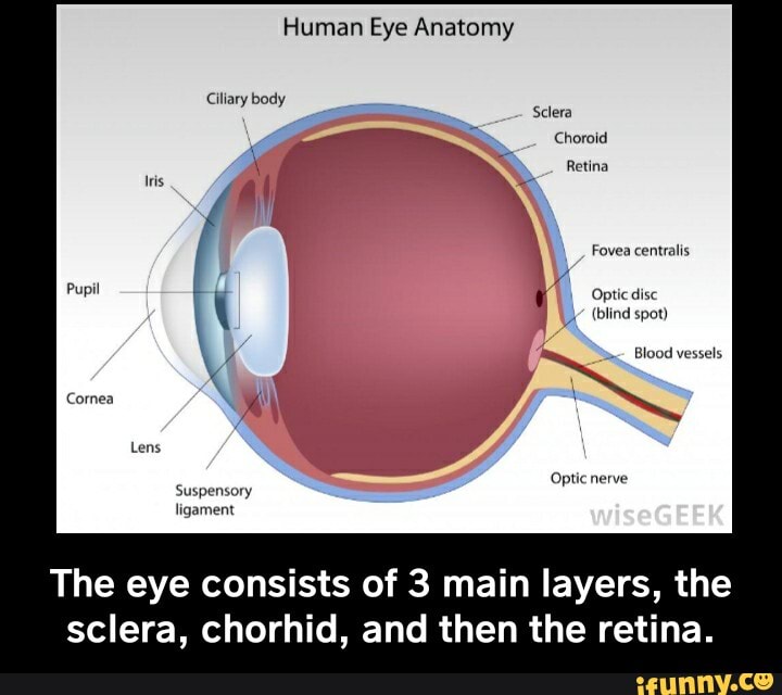 Human Eye Anatomy Ciliary body Sclera Choroid Retina Fovea centralis