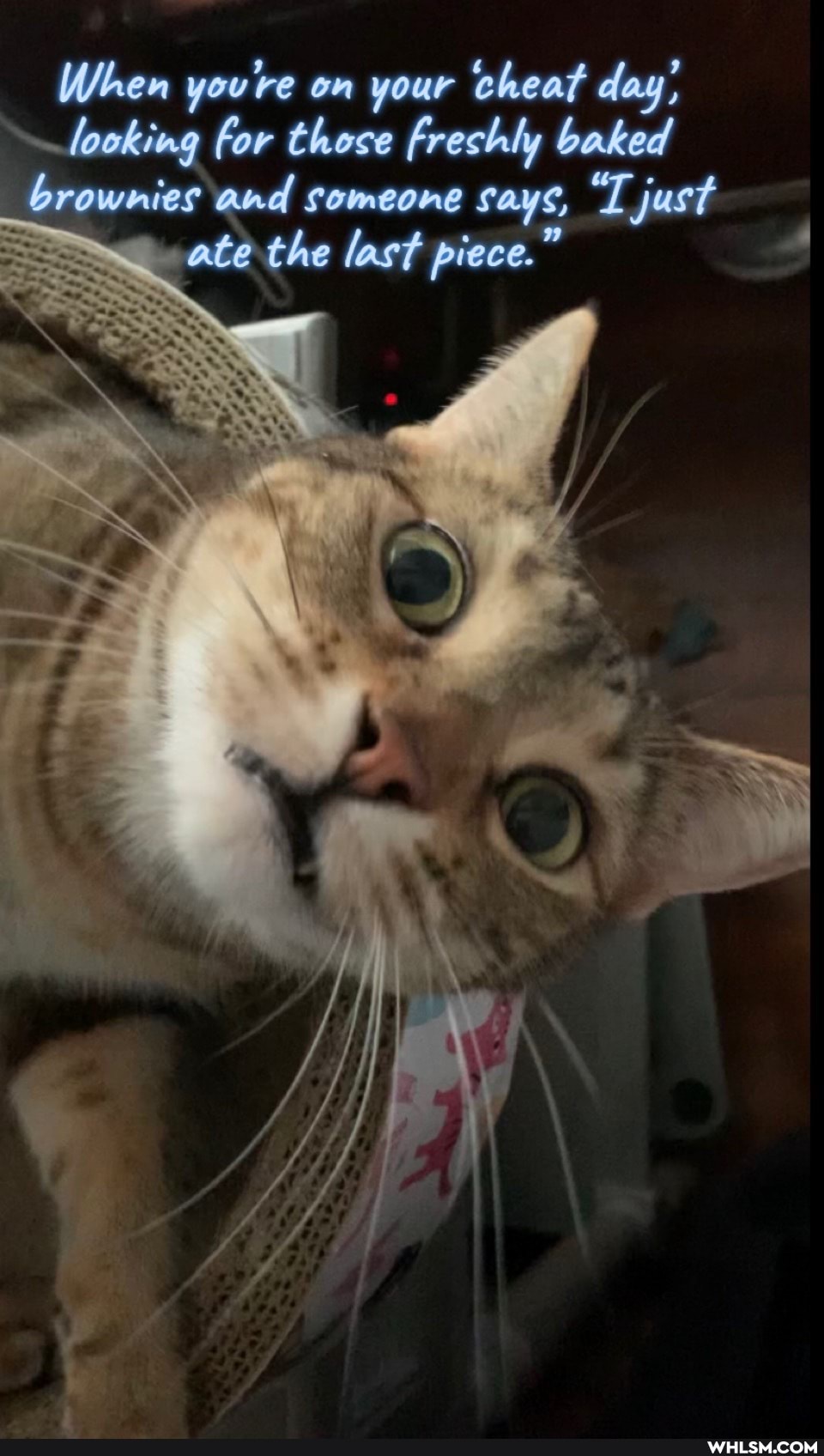 When you're on your cheat day, looking for those freshly baked brownies and someone says, "T just ate the last piece."