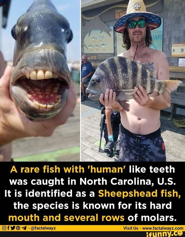 A rare fish with 'human' like teeth was caught in North Carolina, U.S