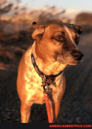 dog, lola, new, jersey, having