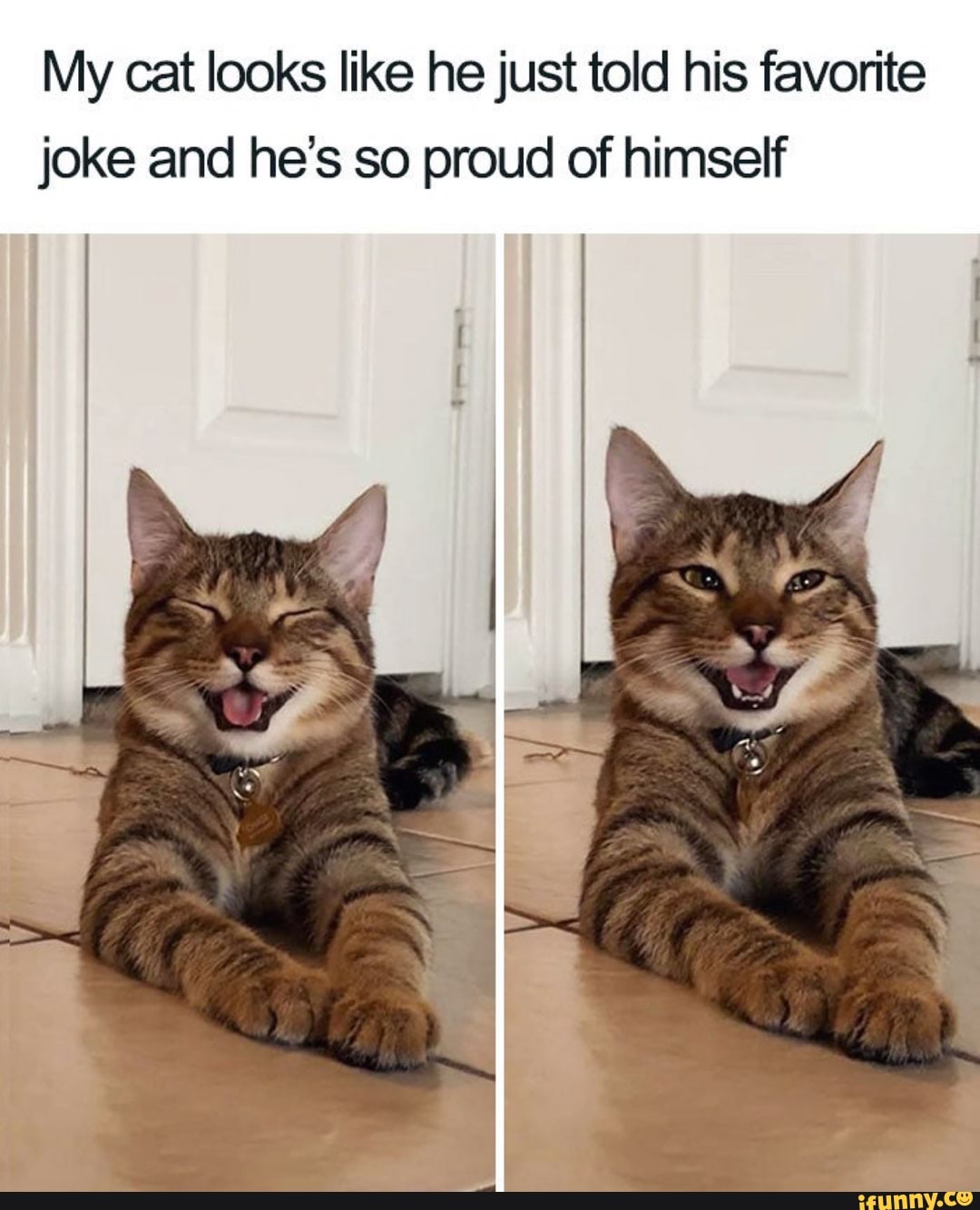 My cat looks like he just told his favorite joke and he's so proud of himself