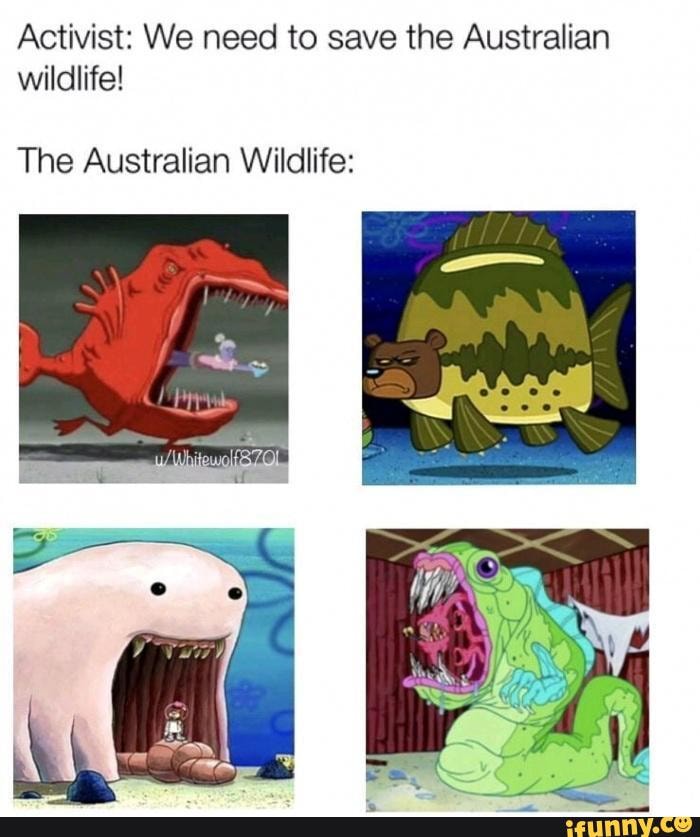 Meme dump 6 Activist We need to save the Australian wildlife! The