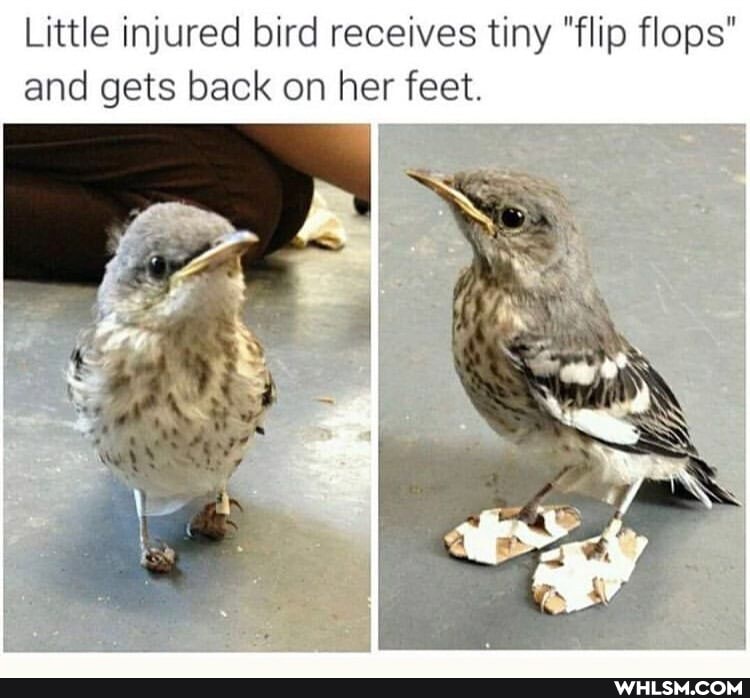 Little injured bird receives tiny "flip flops" and gets back on her feet.