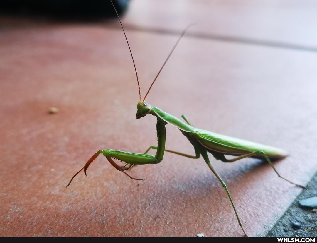 insect, photography