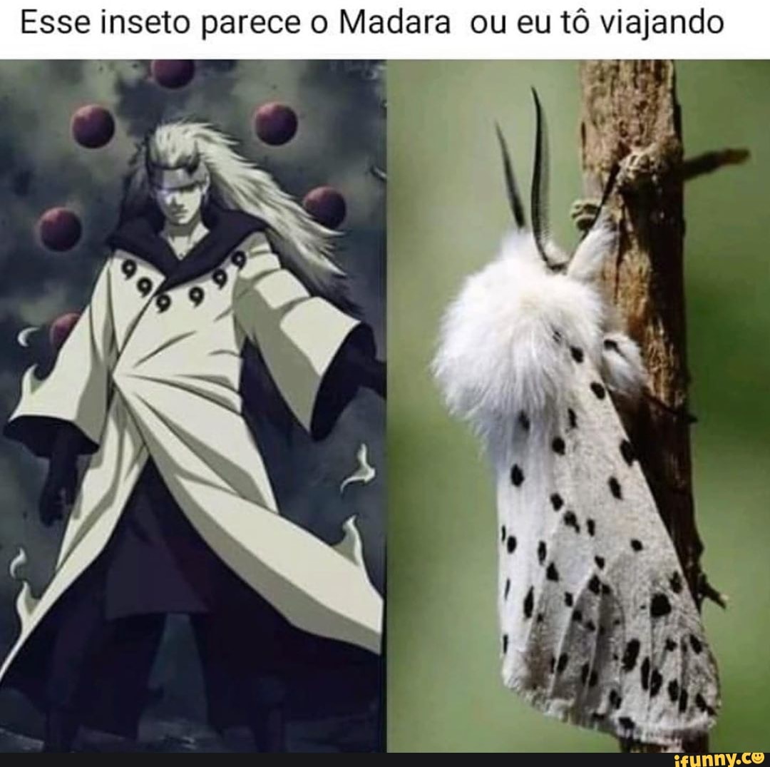 Esse inseto parece o Madara ou eu tô viajando