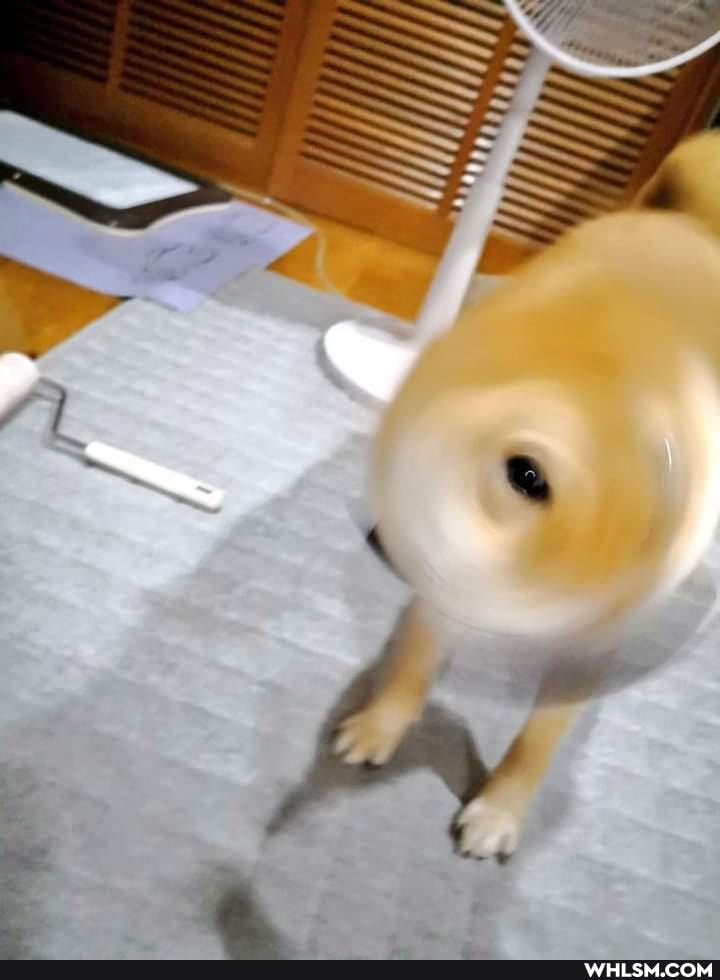 funny, cat, dog