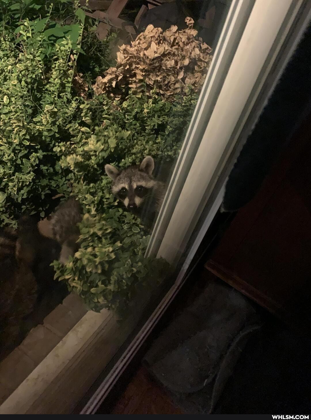 adorable, racnoon, baby_animals, freakin_adorable, trash_panda