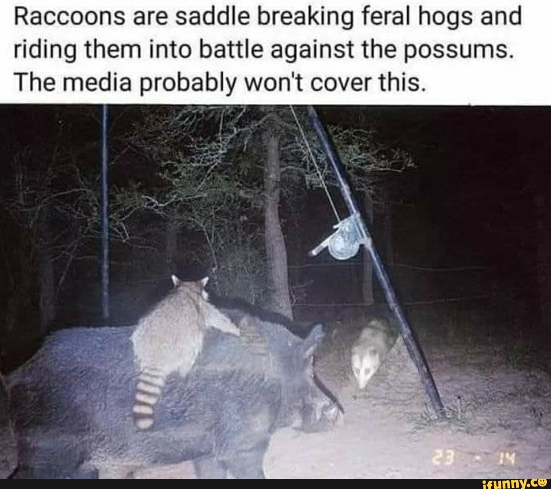 Raccoons Are Saddle Breaking Feral Hogs And Riding Them Into Battle ...