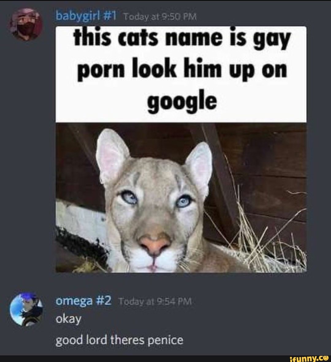 This cat's name is gay porn