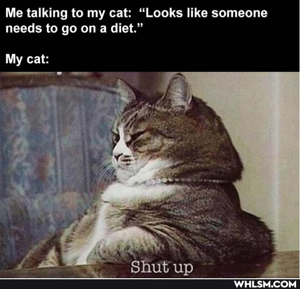 Me talking to my cat: "Looks like someone needs to go on a diet."
My cat: