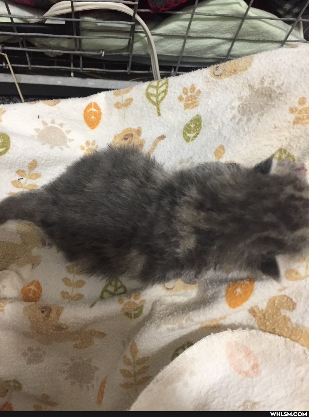 kitten, baby_animals, cuteness_overload, wholesome, caterday