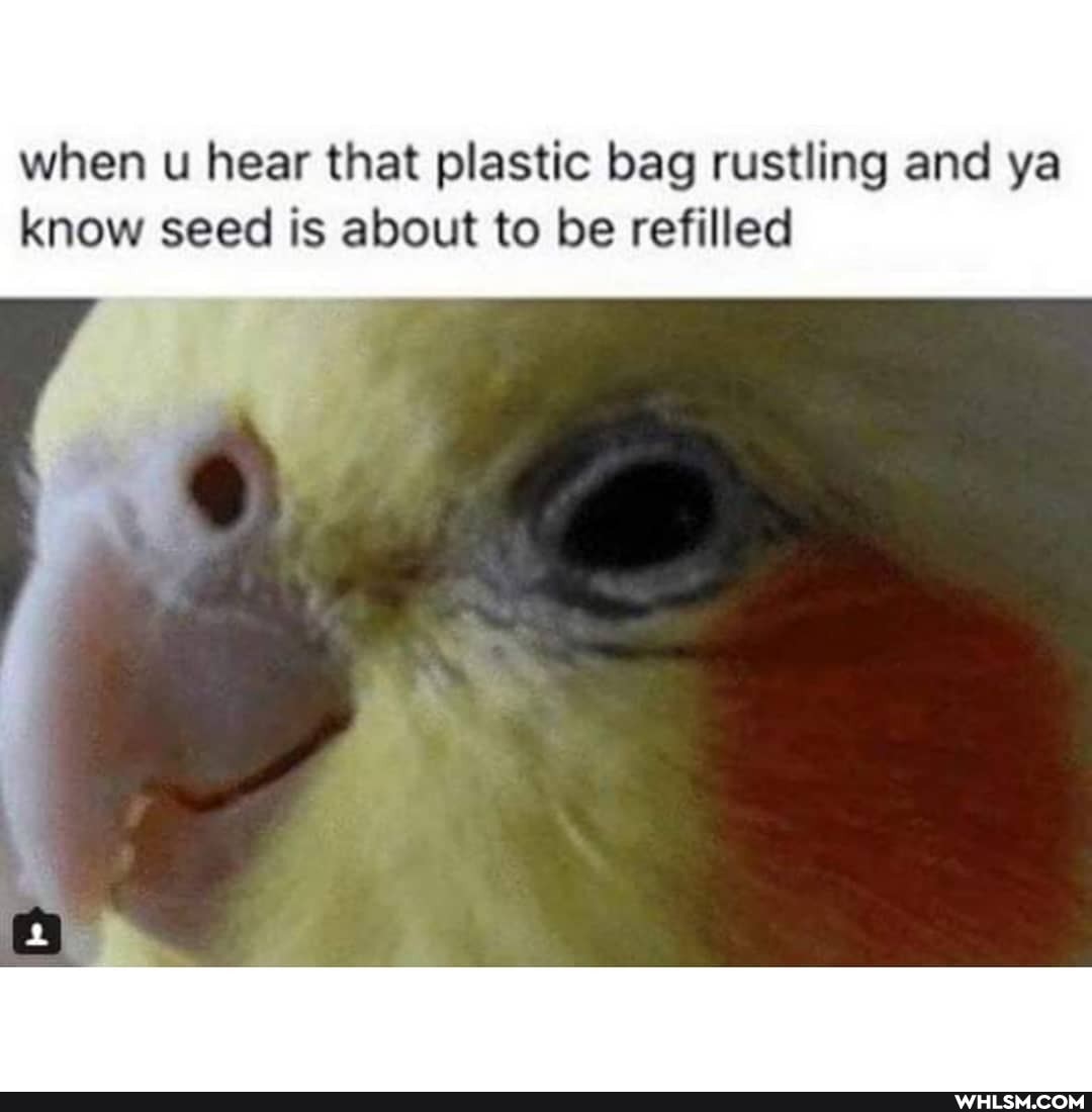 when hear that plastic bag rustling and ya know seed is about to be refilled