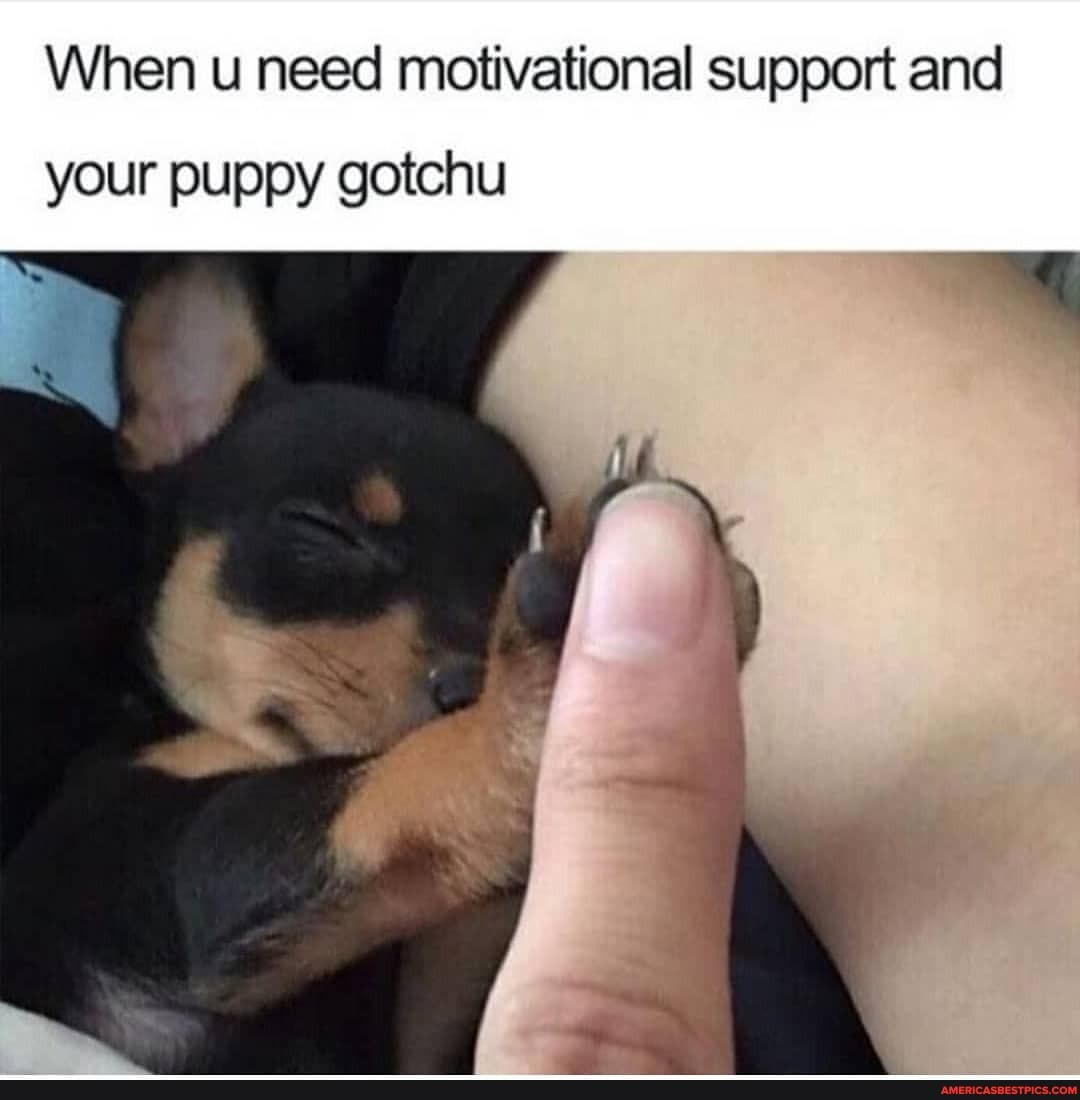 When u need motivational support and
your puppy gotchu