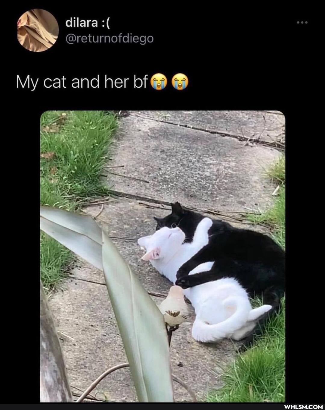 dilara
Greturnofdiego
My cat and her bf