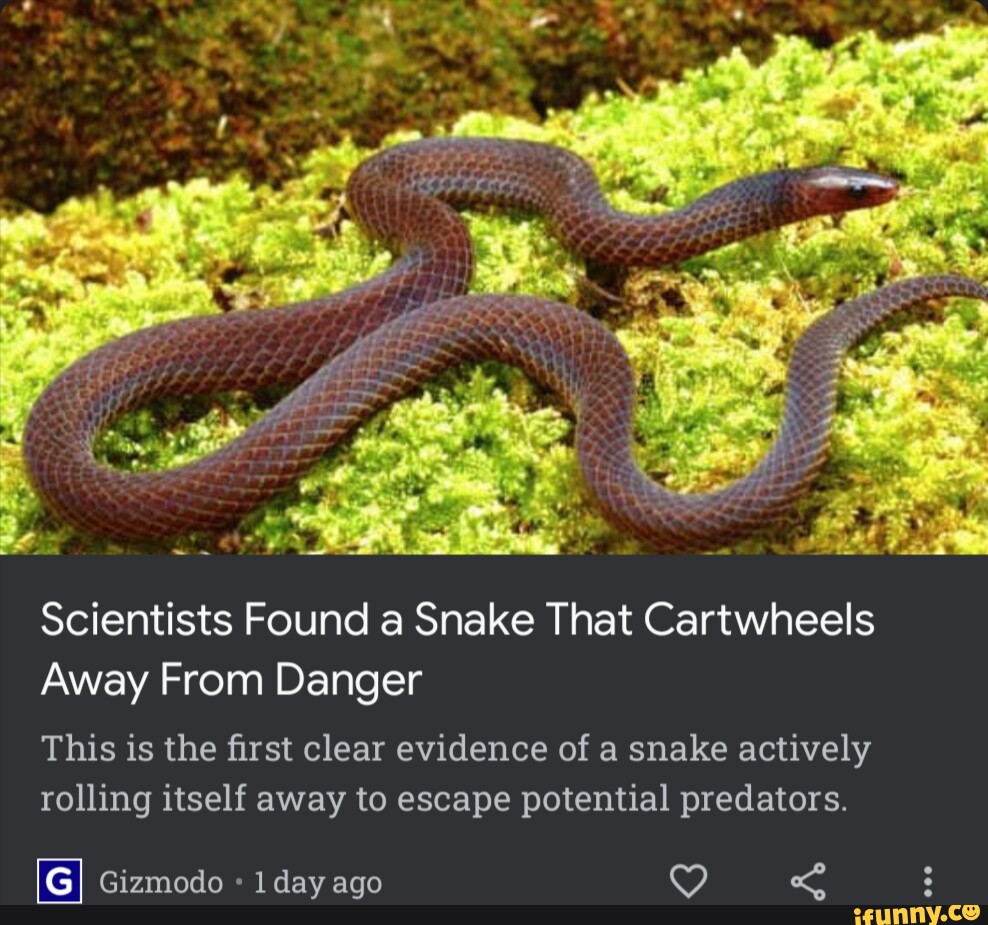 Cartwheels memes. Best Collection of funny Cartwheels pictures on iFunny