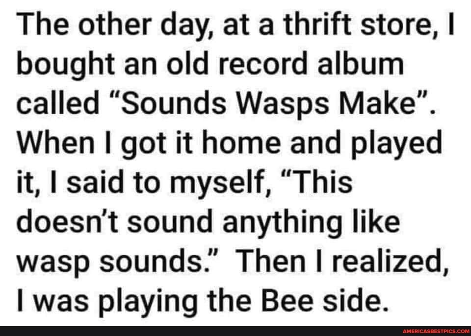 Wasps Memes Best Collection Of Funny Wasps Pictures On America S Best Pics And Videos