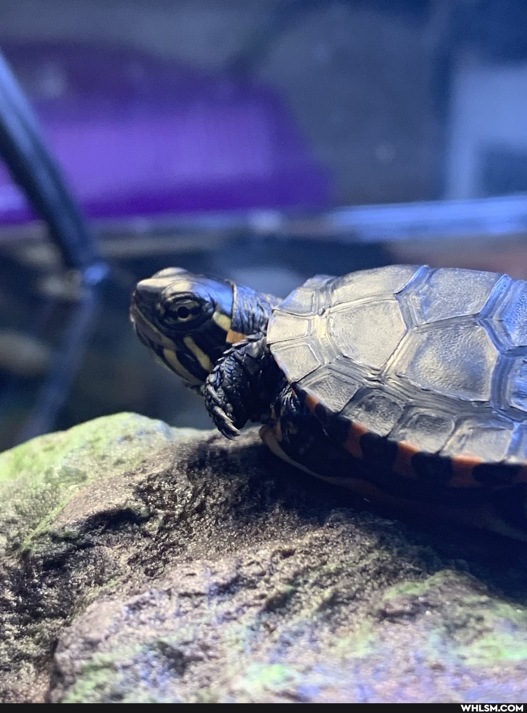 turtle, mildly_interesting, paintedturtle, baby_animals, new_pet