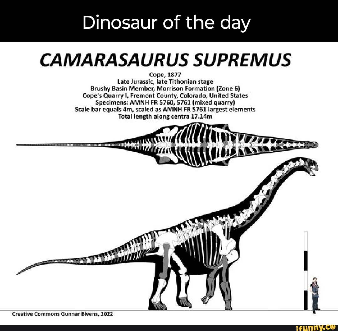 Dinosaur of the day CAMARASAURUS SUPREMUS Cope, 1877 Late Jurassic ...