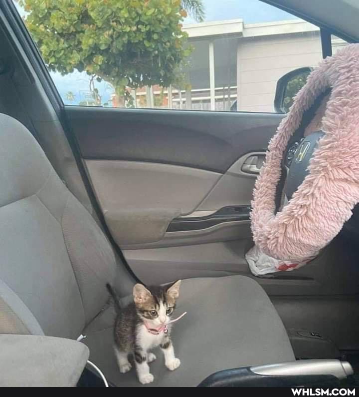 cat, cute_animal