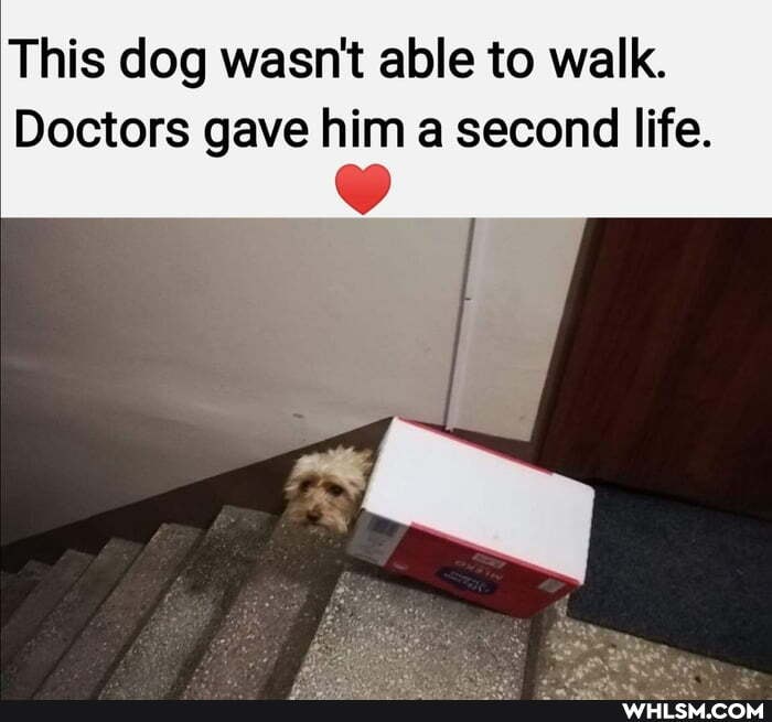 This dog wasn't able to walk.
Doctors gave him a second life.
