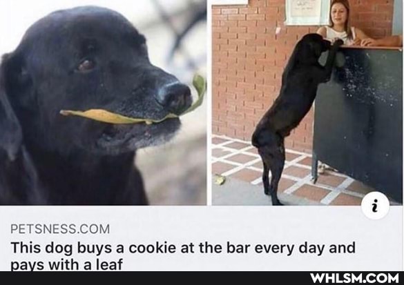 This dog buys a cookie at the bar every day and