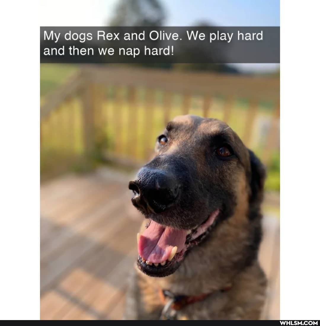 My dogs Rex and Olive. We play hard and then we nap hard!