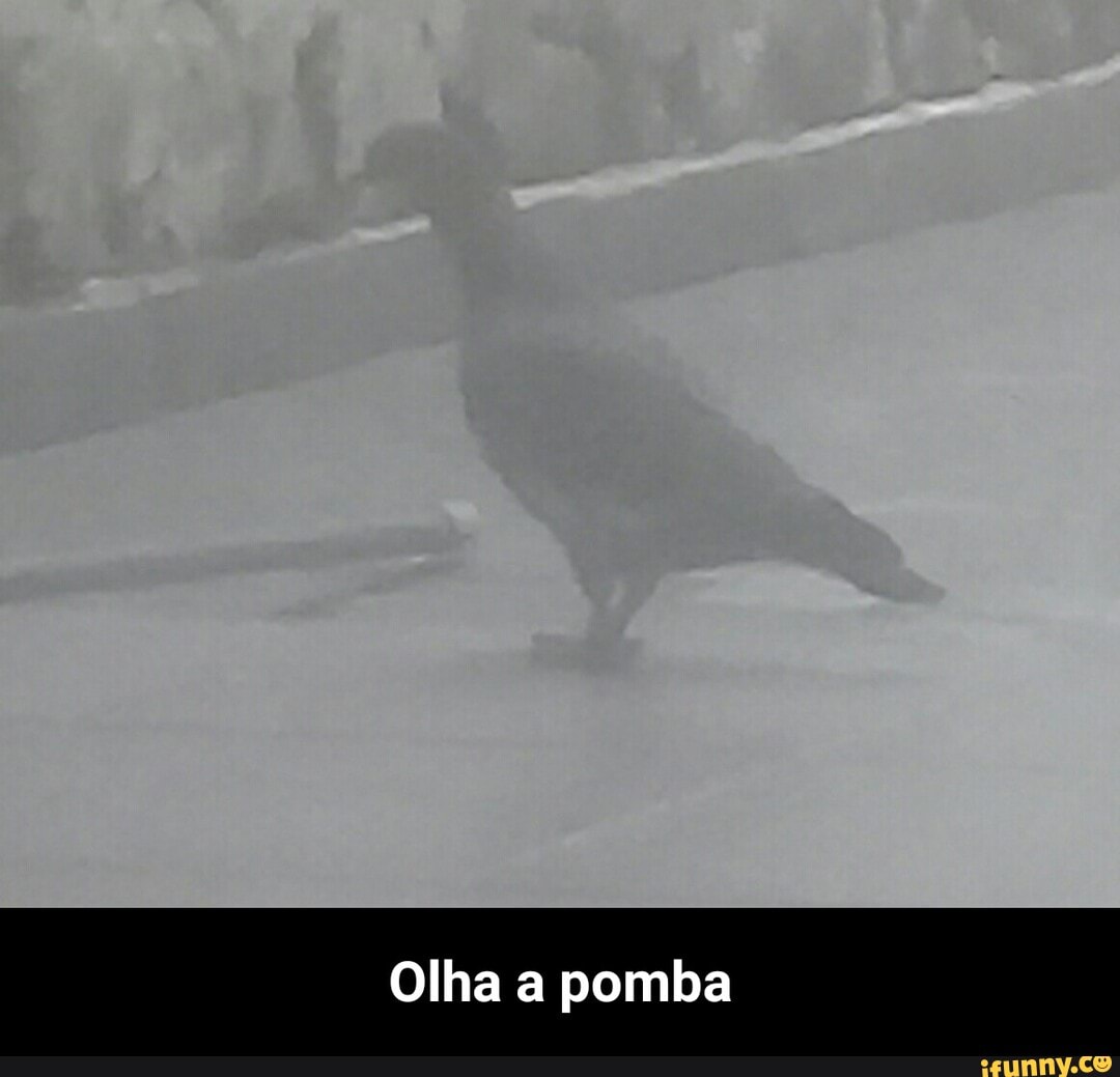Olha a pomba - Olha a pomba