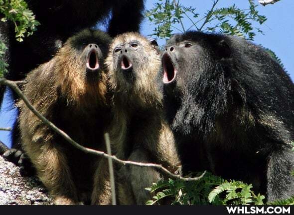 singing, howler, monkey, trio