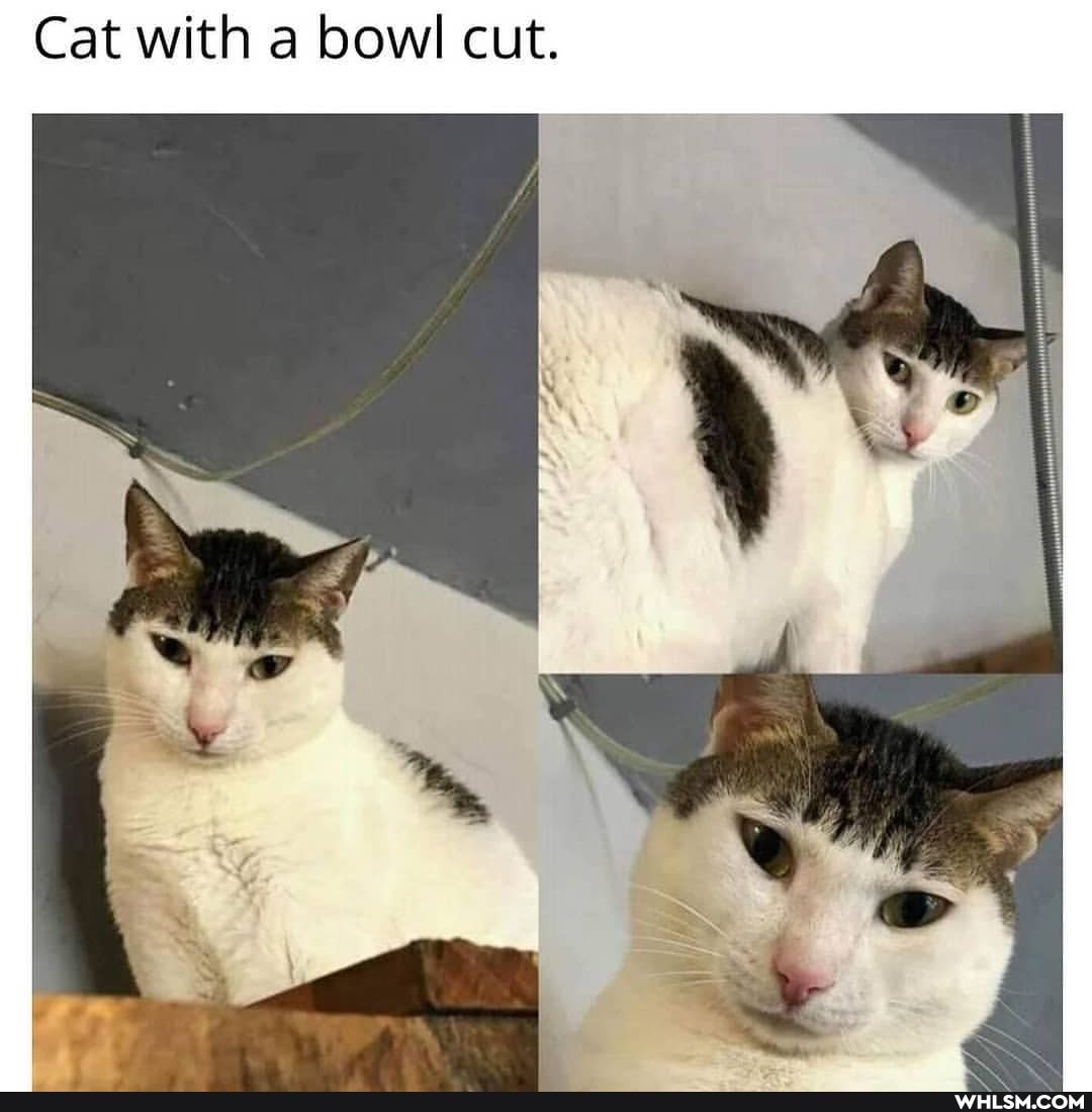 Cat with a bowl cut.
_ gk