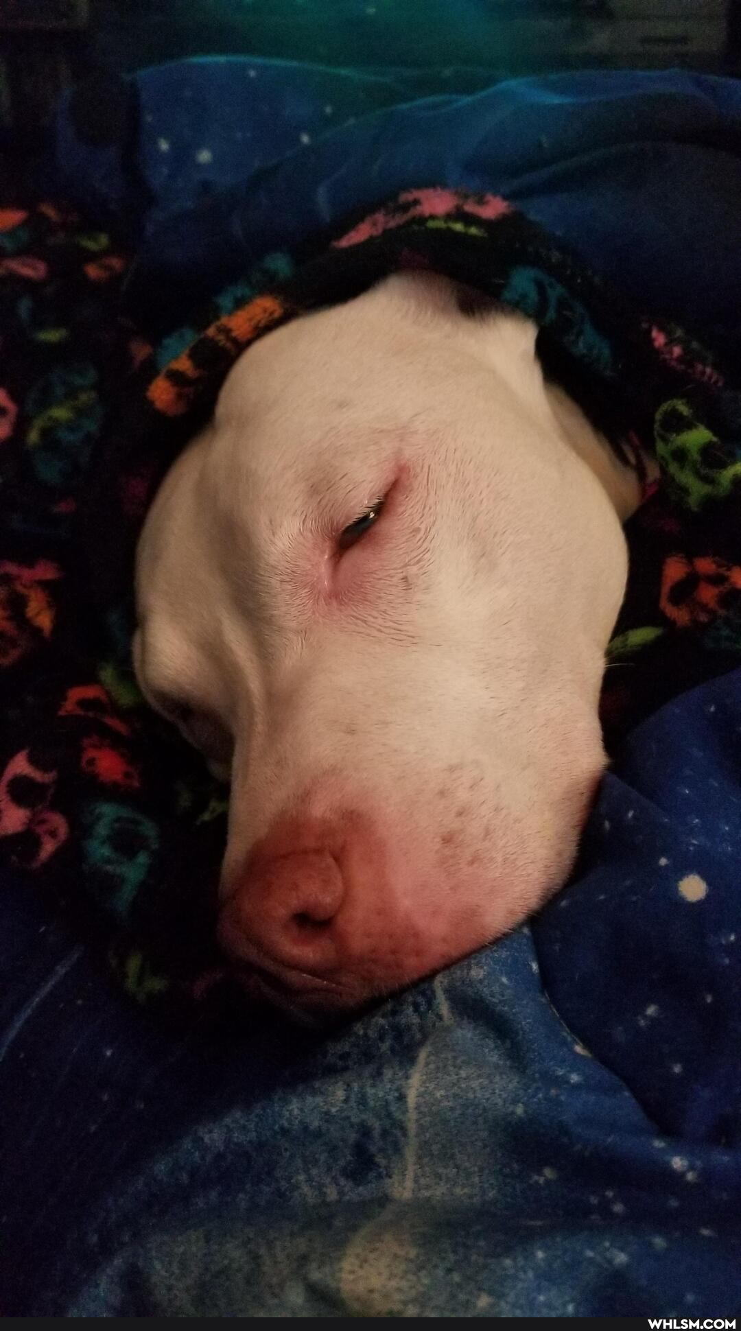 medical, nature, love, loveyourpets