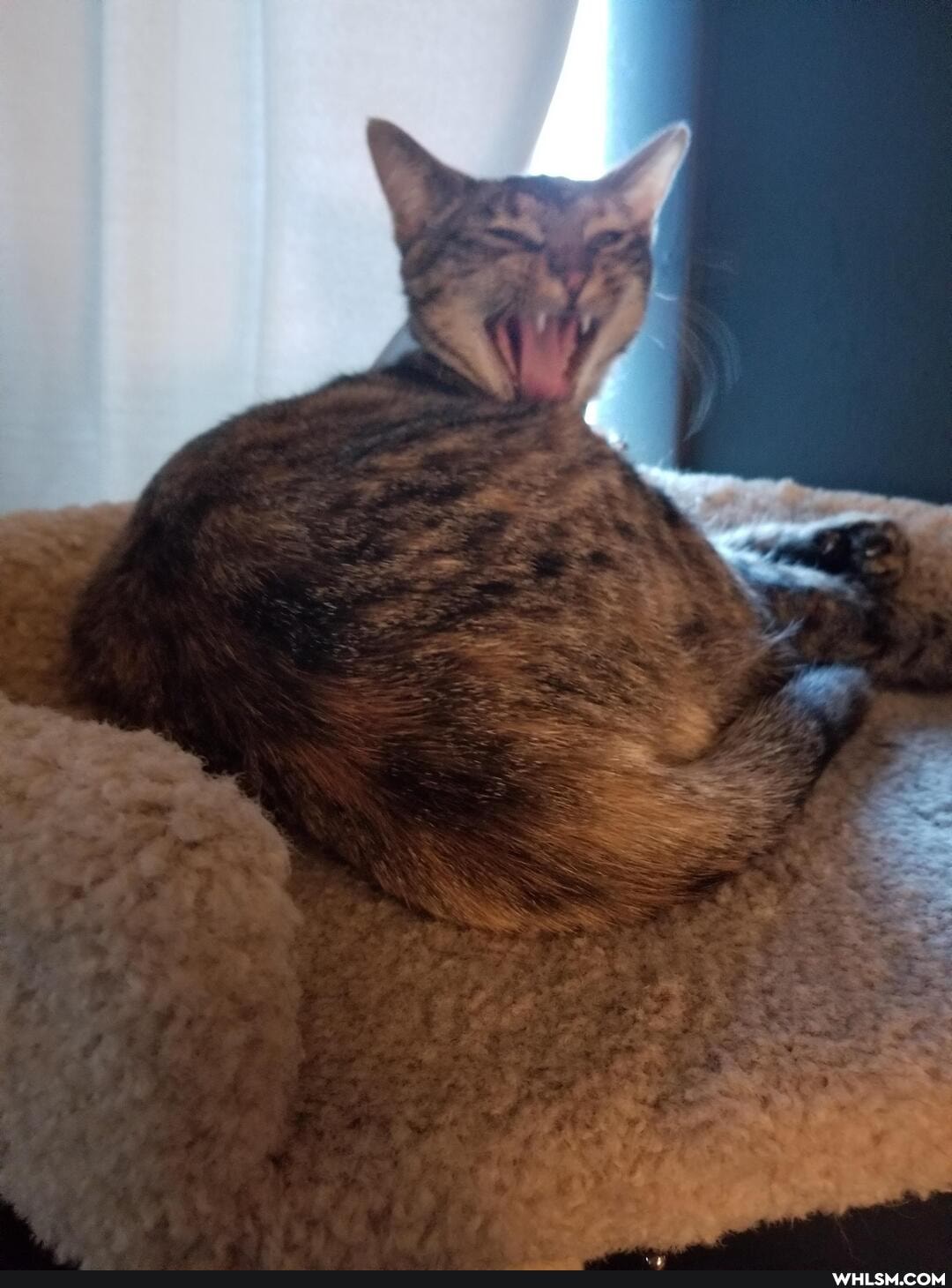aww, cat, neutral_post