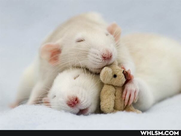 kitten, rat, toilet