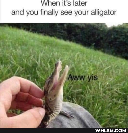 When it's later and you finally see your alligator