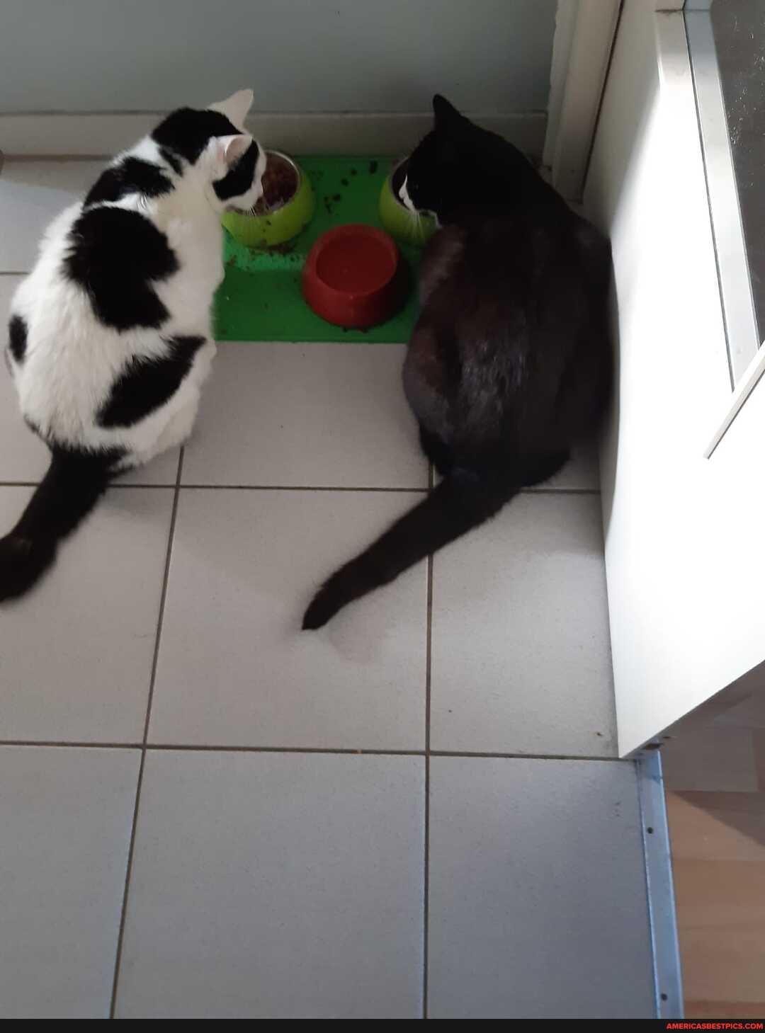don, cats, black, stealing, food, idk