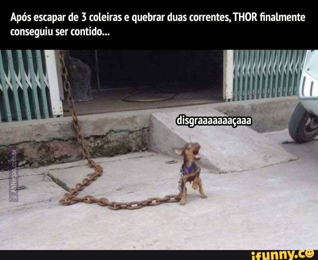 Após escapar de coleiras e quebrar duas correntes, THOR finalmente conseguiu ser contido..,
disgraazazaaçaas