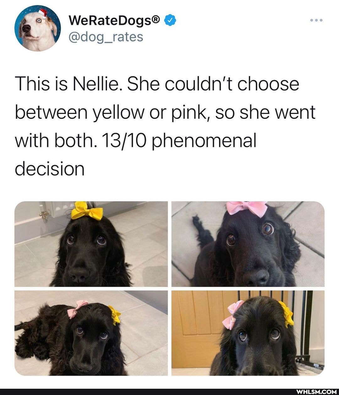 @dog_rates
This is Nellie. She couldn't choose between yellow or pink, so she went with both. phenomenal decision