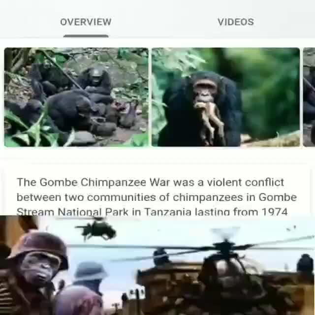 chimpanzee war party