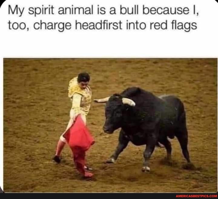 My spirit animal is a bull because I, too, charge headfirst into red flags