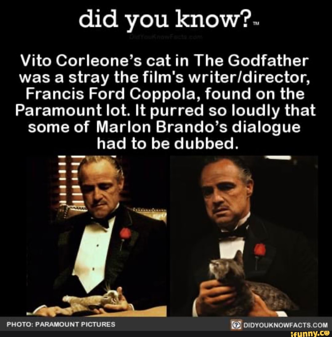 Did You Know Vito Corleone S Cat In The Godfather Was A Stray The Film S Francis Ford Coppola