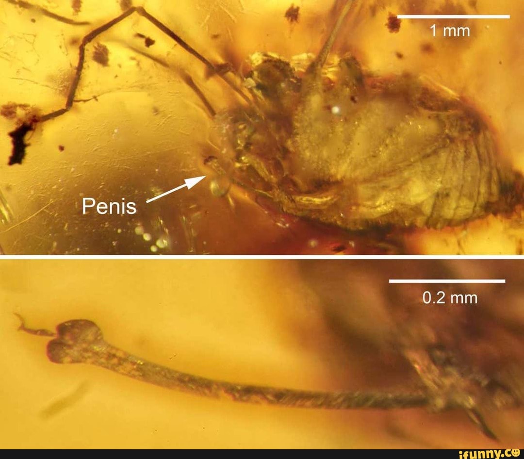 Penis
0.2 mm