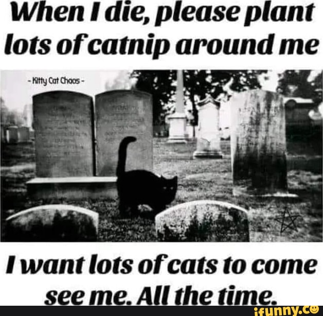 Catnip memes. Best Collection of funny Catnip pictures on iFunny