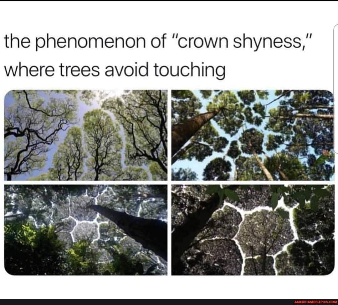 The phenomenon of "crown shyness," where trees avoid touching America
