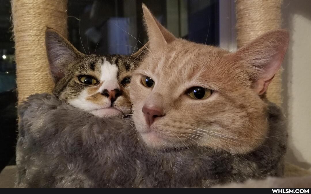cat, cats, kitten