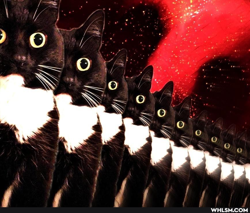 funny, cats, zelda