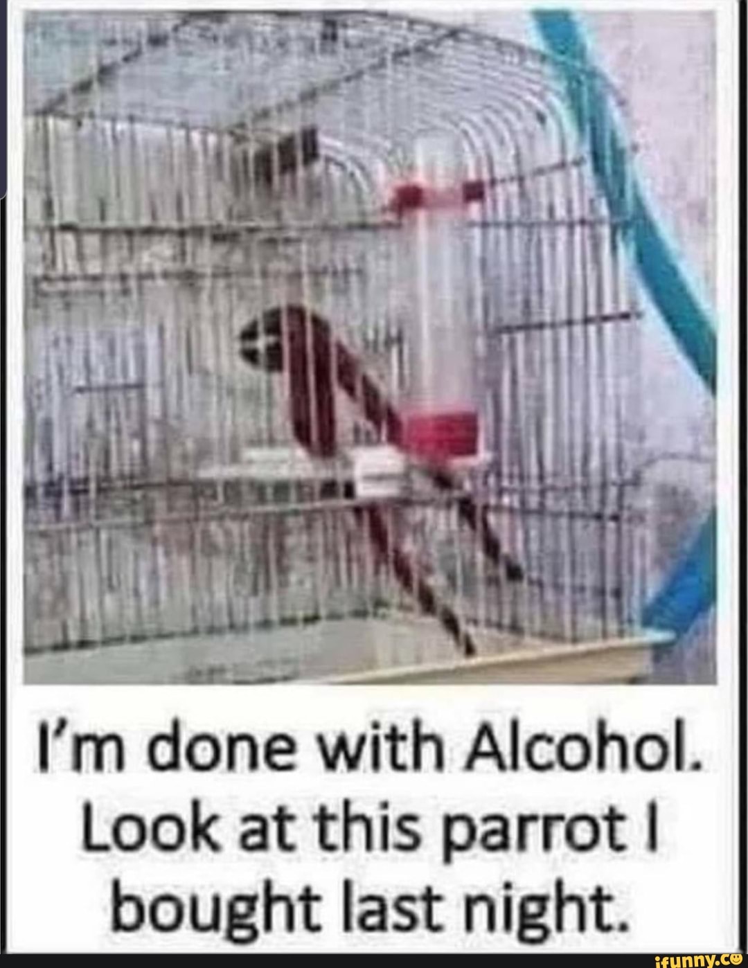 I'm done with Alcohol. Look at this parrot I bought last night. iFunny