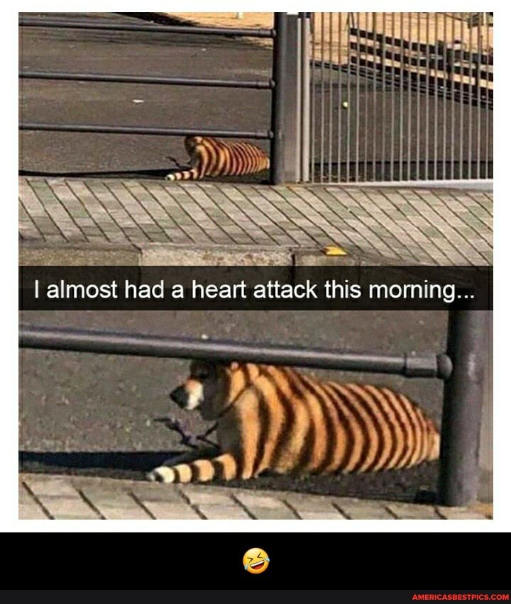 almost had a heart attack this morning... - 🤣