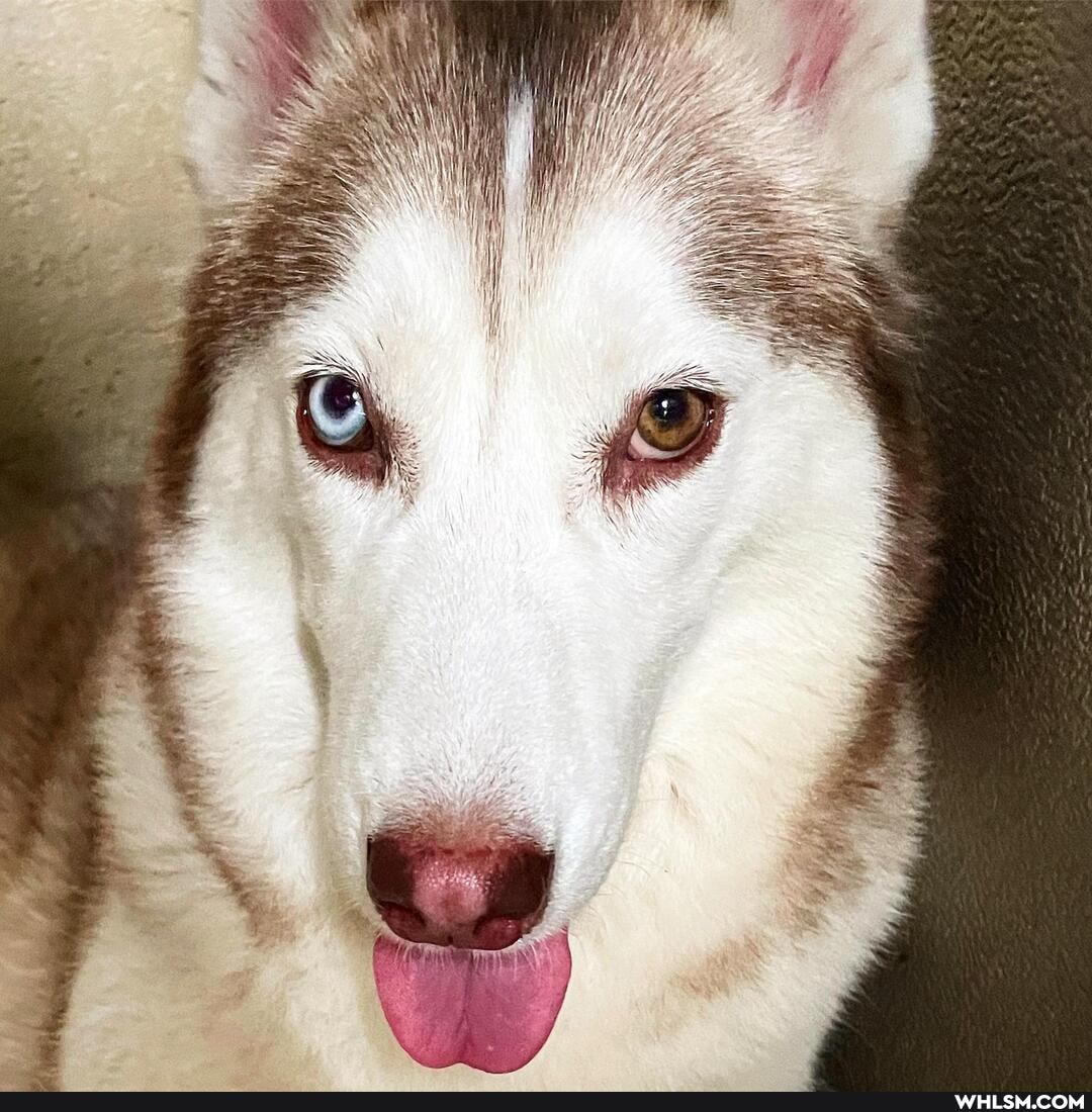 dog, aww