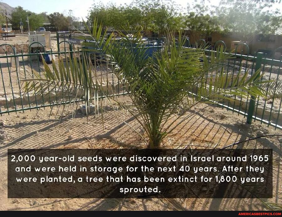 - al ~
2,000 year-old seeds were discovered in Israel around 1965 and were held in storage for the next 40 years. After they were planted, a tree that has been extinct for 1,800 years sprouted.