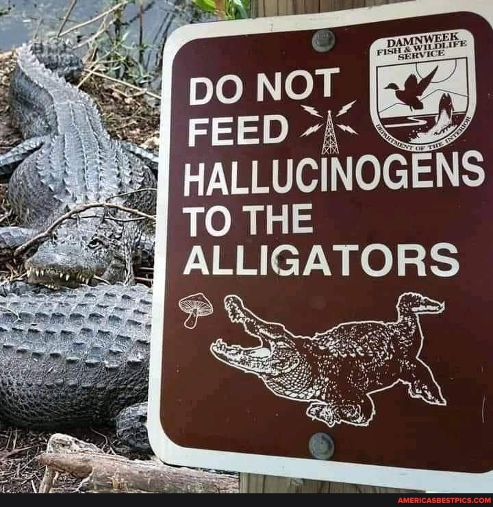 HALLUCINOGENS TO THE ALLIGATORS