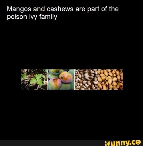 Mangos and cashews are part of the poison ivy family )